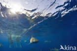 Galapagos shark (Carcharhinus galapagensis) 