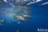 Galapagoshaai (Carcharhinus galapagensis) 