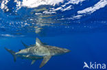 Galapagos shark (Carcharhinus galapagensis) 