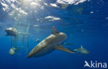 Galapagos shark (Carcharhinus galapagensis) 