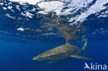 Galapagos shark (Carcharhinus galapagensis) 