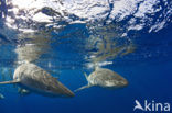 Galapagos shark (Carcharhinus galapagensis) 