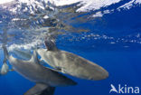 Galapagos shark (Carcharhinus galapagensis) 