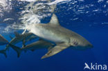 Galapagos shark (Carcharhinus galapagensis) 