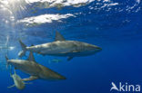 Galapagos shark (Carcharhinus galapagensis) 