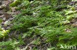 Oak Fern (Gymnocarpium dryopteris)