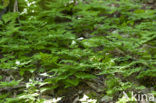 Oak Fern (Gymnocarpium dryopteris)