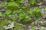 Gebogen driehoeksvaren (Gymnocarpium dryopteris)