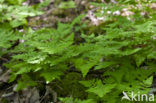 Gebogen driehoeksvaren (Gymnocarpium dryopteris)