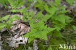 Oak Fern (Gymnocarpium dryopteris)