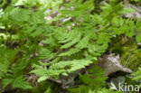 Gebogen driehoeksvaren (Gymnocarpium dryopteris)