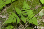 Gebogen driehoeksvaren (Gymnocarpium dryopteris)