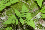 Gebogen driehoeksvaren (Gymnocarpium dryopteris)