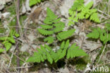 Gebogen driehoeksvaren (Gymnocarpium dryopteris)