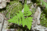 Gebogen driehoeksvaren (Gymnocarpium dryopteris)