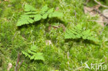 Oak Fern (Gymnocarpium dryopteris)