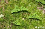 Oak Fern (Gymnocarpium dryopteris)