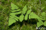 Gebogen driehoeksvaren (Gymnocarpium dryopteris)