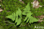 Gebogen driehoeksvaren (Gymnocarpium dryopteris)