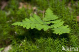 Gebogen driehoeksvaren (Gymnocarpium dryopteris)