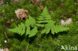 Gebogen driehoeksvaren (Gymnocarpium dryopteris)