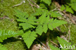 Gebogen driehoeksvaren (Gymnocarpium dryopteris)