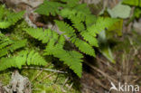 Gebogen driehoeksvaren (Gymnocarpium dryopteris)