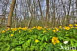 Yellow Anemone (Anemone ranunculoides)