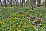 Yellow Anemone (Anemone ranunculoides)