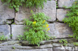 Gele helmbloem (Pseudofumaria lutea)