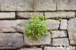 Yellow Corydalis (Pseudofumaria lutea)