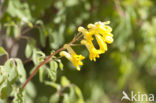 Yellow Corydalis (Pseudofumaria lutea)