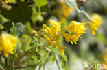 Gele helmbloem (Pseudofumaria lutea)