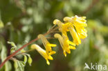 Yellow Corydalis (Pseudofumaria lutea)