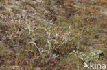 Yellow Horned-poppy (Glaucium flavum)