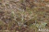 Gele hoornpapaver (Glaucium flavum) 