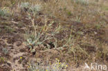 Yellow Horned-poppy (Glaucium flavum)