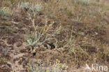 Gele hoornpapaver (Glaucium flavum) 