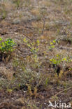 Yellow Horned-poppy (Glaucium flavum)