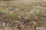 Yellow Horned-poppy (Glaucium flavum)