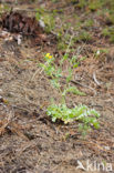Yellow Horned-poppy (Glaucium flavum)