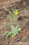 Yellow Horned-poppy (Glaucium flavum)