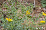 Gele hoornpapaver (Glaucium flavum) 