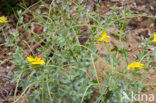 Yellow Horned-poppy (Glaucium flavum)