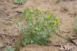 Yellow Horned-poppy (Glaucium flavum)