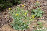 Yellow Horned-poppy (Glaucium flavum)