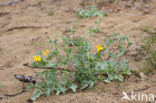 Yellow Horned-poppy (Glaucium flavum)