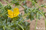 Gele hoornpapaver (Glaucium flavum) 