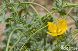 Yellow Horned-poppy (Glaucium flavum)