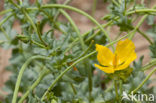 Gele hoornpapaver (Glaucium flavum) 